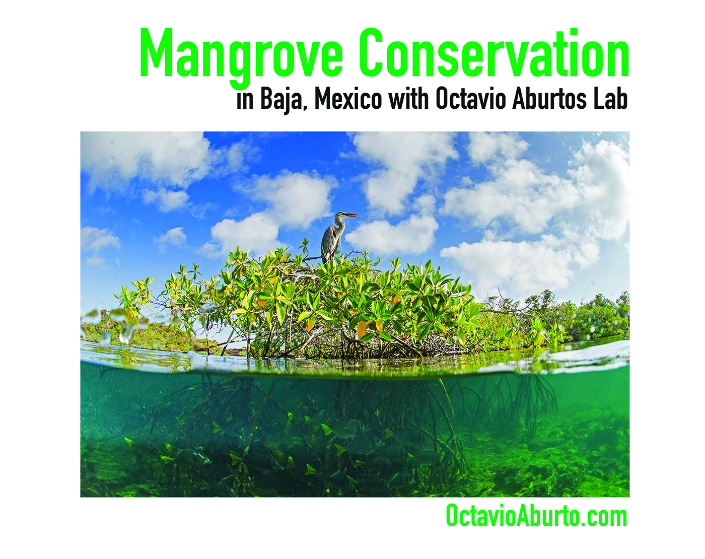 Mangrove Conservation in Baja, Mexico with Octavio Aburto's Lab