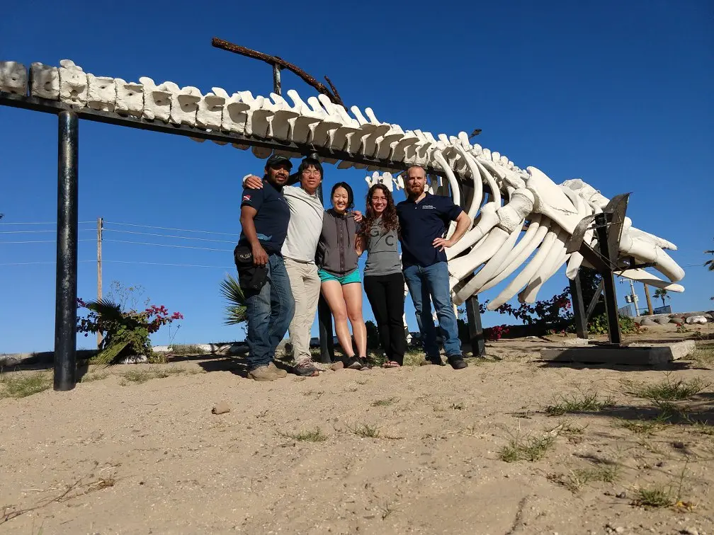 Field team at the Baja California mangrove monitoring site